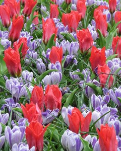 Promise of Spring.jpg